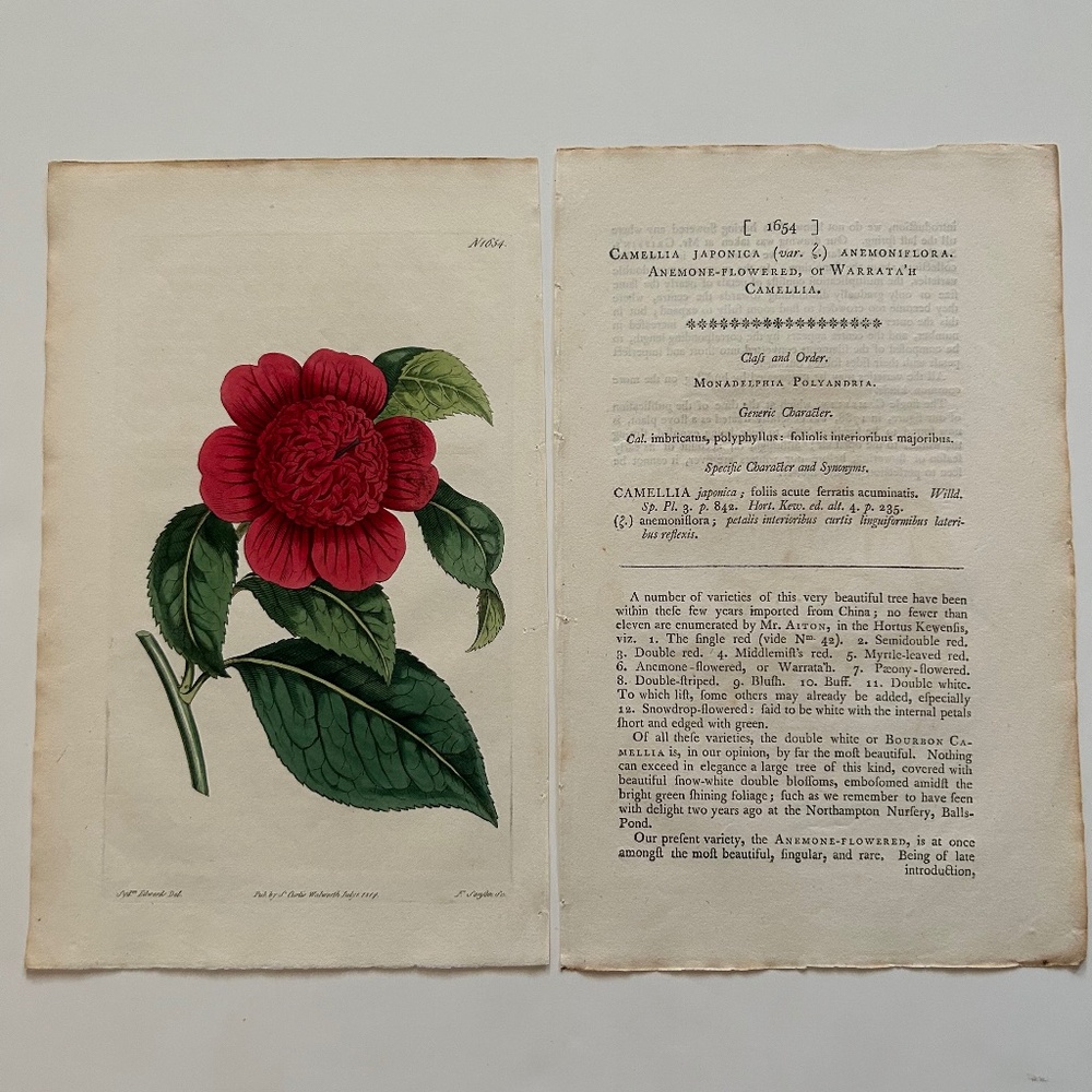 6 Curtis 1800’s Hand-colored Engravings Peony, Hibiscus, Camellia, Water Lily - Picture 5 of 13